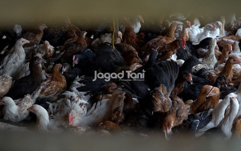 uploads/news/2026/07/-berkenalan-dengan-ayam-jowo-20130bc210d6f43.jpeg