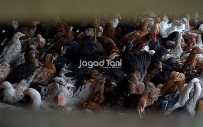 uploads/news/2026/07/-berkenalan-dengan-ayam-jowo-20130bc210d6f43_400.jpeg
