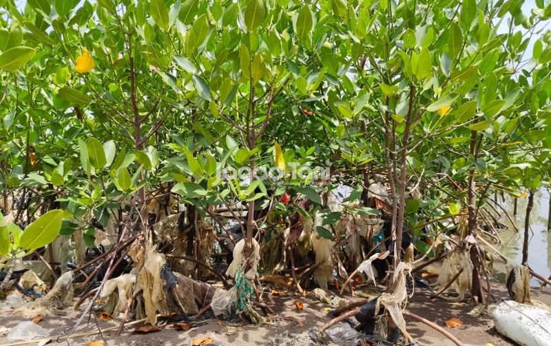 uploads/news/2026/07/19-26-mangrove-kritis-rehabilitasi-9811692239dc584.jpeg
