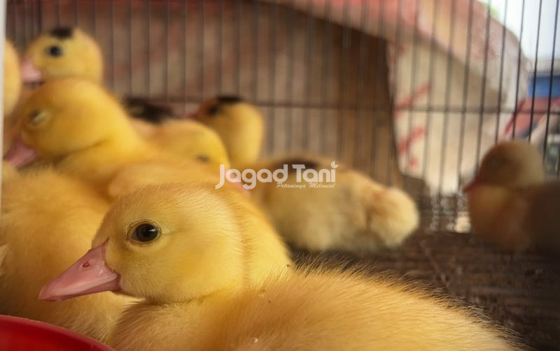 uploads/news/2026/07/bedanya-harga-anakan-entok-8880468b2902efa.jpeg