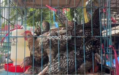 uploads/news/2026/07/berkenalan-dengan-ayam-kuntara-856188689d1ca79_400.jpeg