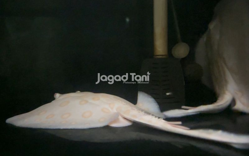 uploads/news/2026/07/catat-segini-harga-ikan-381433e5386244b.jpeg