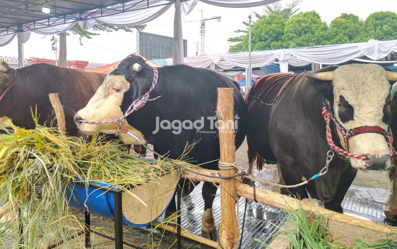uploads/news/2026/07/hadapi-el-nino-pakan-ternak-43837d1c4f5796b.jpg
