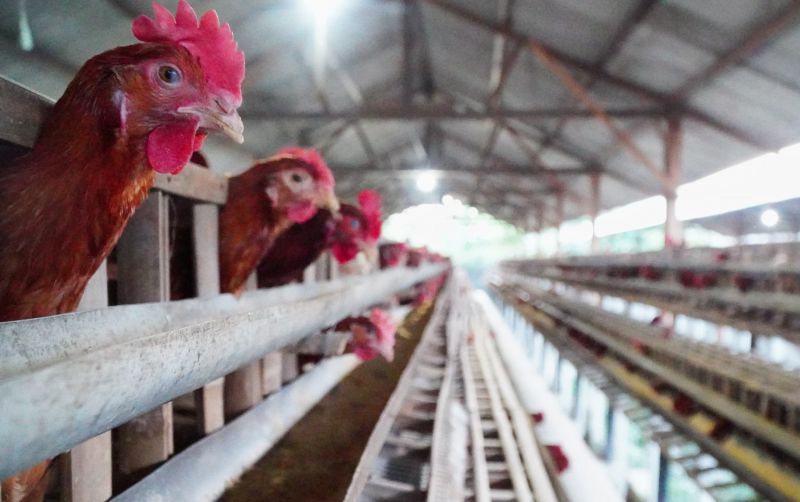 uploads/news/2026/07/harga-ayam-dan-telur-3437194c9499f8f.jpg