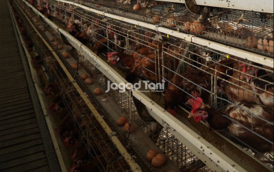 uploads/news/2026/07/harga-telur-anjlok-peternak-5431663a8eebfa1_400.jpeg