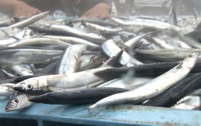 uploads/news/2026/07/jumlah-tangkapan-ikan-sauri-2623428516f49cf_400.jpg