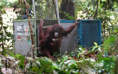 uploads/news/2026/07/lima-orangutan-berhasil-dilepasliarkan-71042c5b662152c_400.jpg
