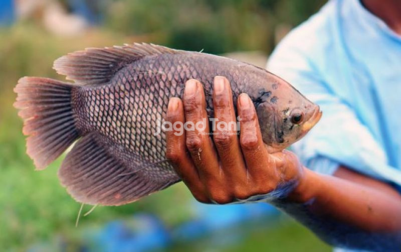 uploads/news/2026/07/mujair-dari-air-payau-946744952684bc9.jpg