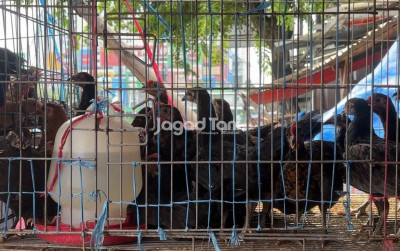 uploads/news/2026/07/pantauan-harga-unggas-hidup-167556f6a7ba57b_400.jpeg