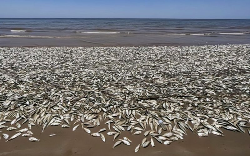 uploads/news/2026/07/penyebab-ikan-ikan-di-sikka-406810f7efd5680.jpg