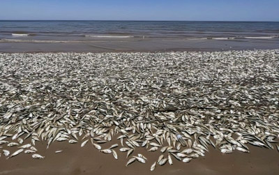 uploads/news/2026/07/penyebab-ikan-ikan-di-sikka-406810f7efd5680_400.jpg