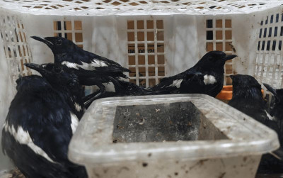 uploads/news/2026/07/penyelundupan-69-burung-digagalkan-7134054c8bdaca0_400.png
