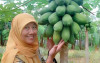 uploads/news/2026/07/pepaya-california-disangka-impor-636121ad4a75b95_100.jpg