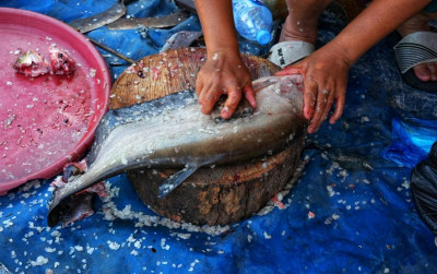 uploads/news/2026/07/populasi-ikan-endemik-kalbar-71691a8093f36d3_400.jpg