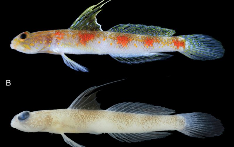 uploads/news/2026/07/spesies-ikan-gobi-udang-719621877ee8203.jpg