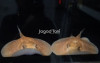 uploads/news/2026/07/tips-bedakan-jenis-kelamin-4417989a76ce183_100.jpeg