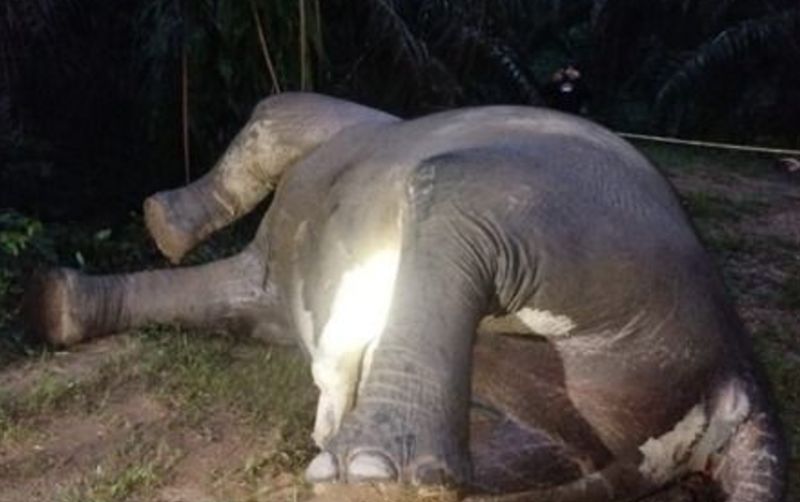 uploads/news/2026/08/bangkai-gajah-ditemukan-di-96753a77f596544.png