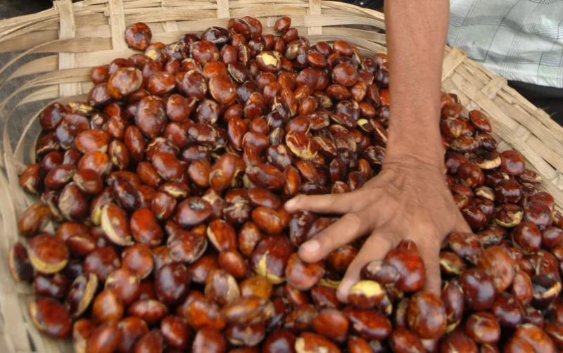 uploads/news/2026/08/dalam-sebulan-harga-jengkol-78033d928bdce0f.jpg