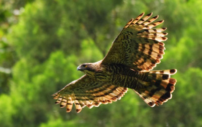 uploads/news/2026/08/elang-jawa-sang-garuda-910389acb62285b_400.jpeg