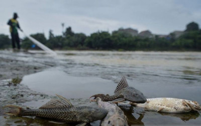 uploads/news/2026/08/ikan-terapung-di-sungai-34212c8151b6e1b_400.jpg