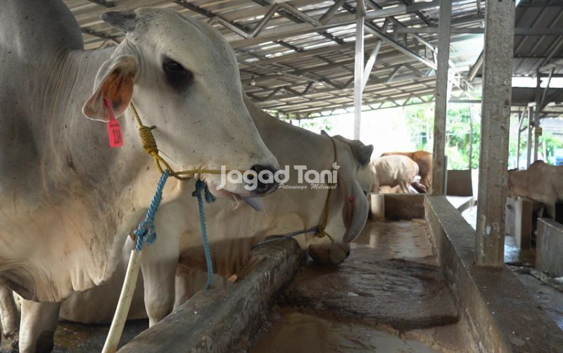 uploads/news/2026/08/inovasi-nutrasetika-bahan-lokal-29572ed6a033388.jpeg