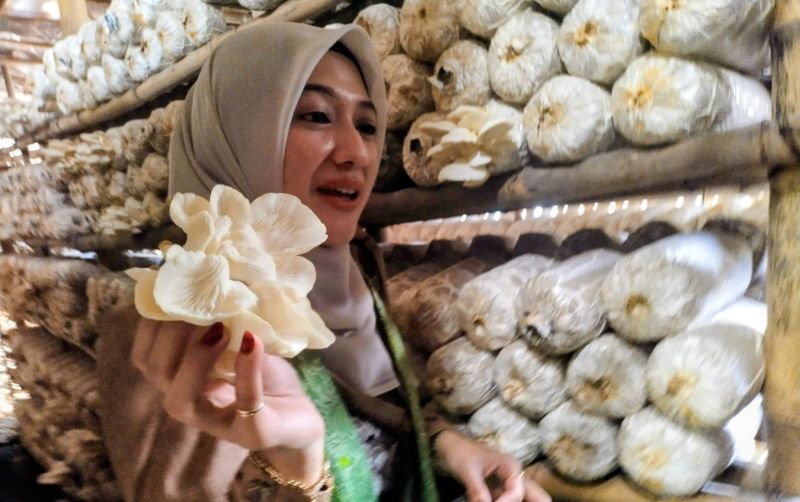 uploads/news/2026/08/jamur-tiram-probolinggo-punya-662866e3490711e.jpeg