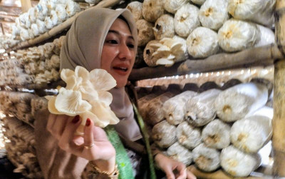 uploads/news/2026/08/jamur-tiram-probolinggo-punya-662866e3490711e_400.jpeg