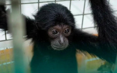 uploads/news/2026/08/jual-beli-siamang-ilegal-via-22340228d1b8a03_400.jpeg