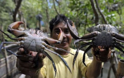 uploads/news/2026/08/kepiting-bakau-papua-tengah-72229041de5a299_400.jpg