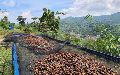 uploads/news/2026/08/kopi-petani-gunung-halu-857415acbcff71f_400.jpg