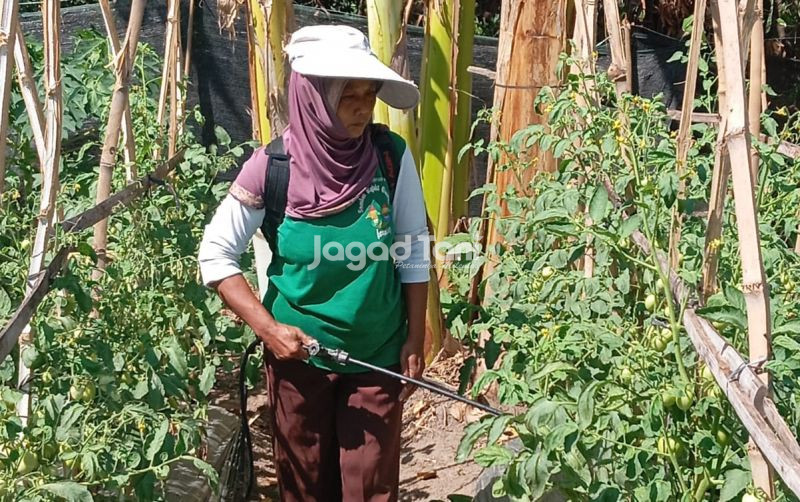 uploads/news/2026/08/lahan-tidur-disulap-menjadi-24203361bbc1e20.jpeg