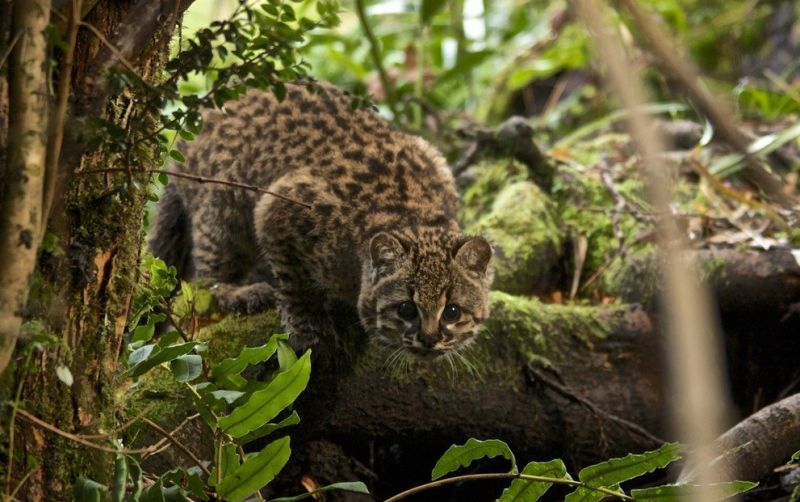 uploads/news/2026/08/mengenal-gui-a-kucing-terkecil-8714625bee59e81.jpg