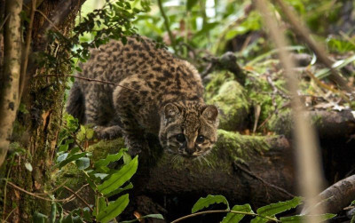 uploads/news/2026/08/mengenal-gui-a-kucing-terkecil-8714625bee59e81_400.jpg