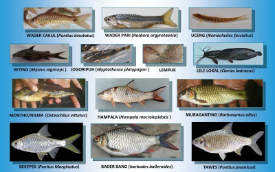 uploads/news/2026/08/mengetahui-jenis-jenis-ikan-lokal-49062ac819c5805_400.jpg