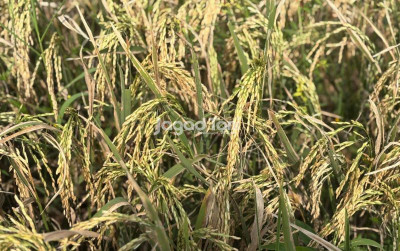 uploads/news/2026/08/panen-di-sidrap-hasilkan-33329071d7338c3_400.jpeg