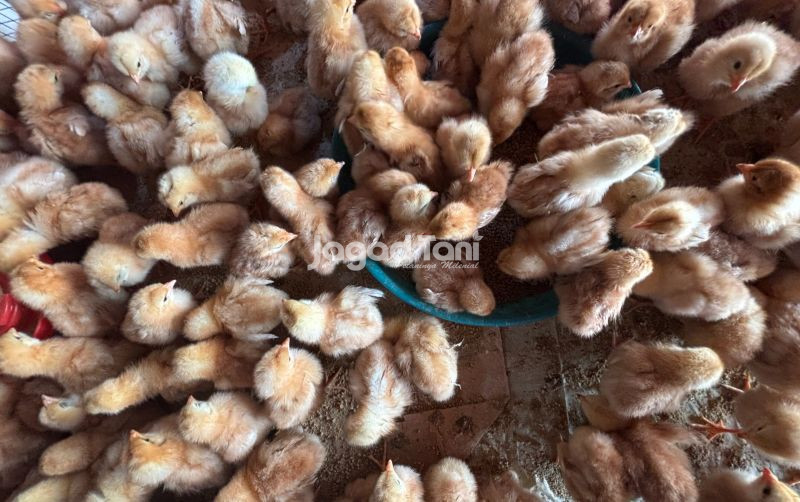 uploads/news/2026/08/pantauan-harga-unggas-di-74344479f46658e.jpg