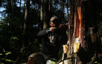 uploads/news/2026/08/pemantauan-hutan-pinus-untuk-88041e6aa01ac91_400.jpg