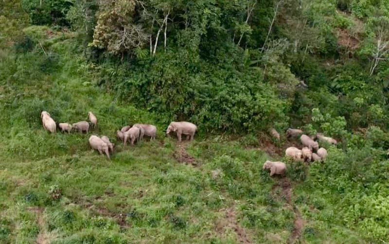 uploads/news/2026/08/perlindungan-gajah-sumatera-429641a3e32711e.jpeg