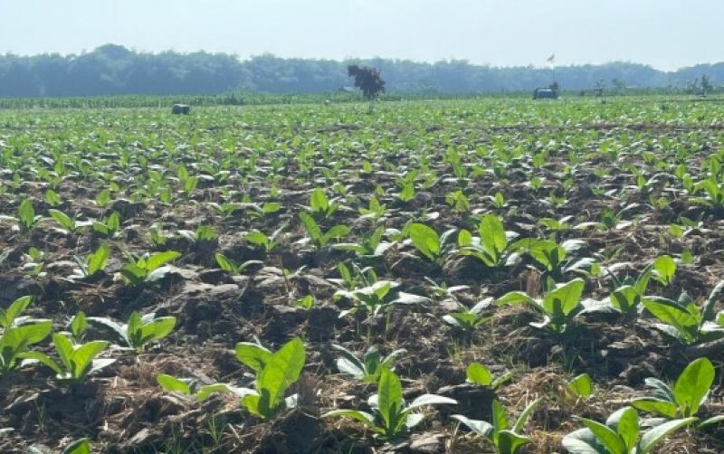 uploads/news/2026/08/petani-tembakau-bojonegoro-disalurkan-931684cda3cb134.jpg