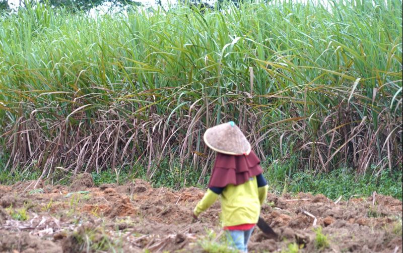 uploads/news/2026/08/produktivitas-tebu-digenjot-2027-571475f472a6812.jpg