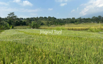 uploads/news/2026/08/program-cetak-sawah-1440-5062539ce2d5645_400.jpg