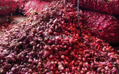 uploads/news/2026/08/riset-ungkap-cara-jitu-24745209e05b921_400.jpeg