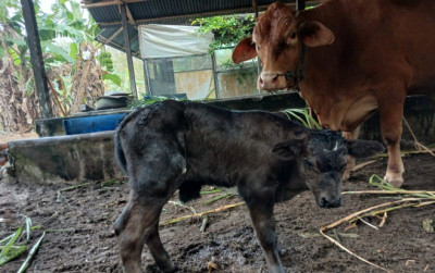 uploads/news/2026/08/sapi-pedet-lahir-harapan-554163605ac8866_400.jpeg