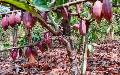 uploads/news/2026/08/siasat-menghasilkan-cuan-di-583179edaee031a_400.jpeg
