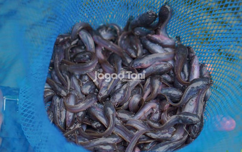uploads/news/2026/08/tips-menjaga-kebugaran-lele-7707876e41afccd.jpg
