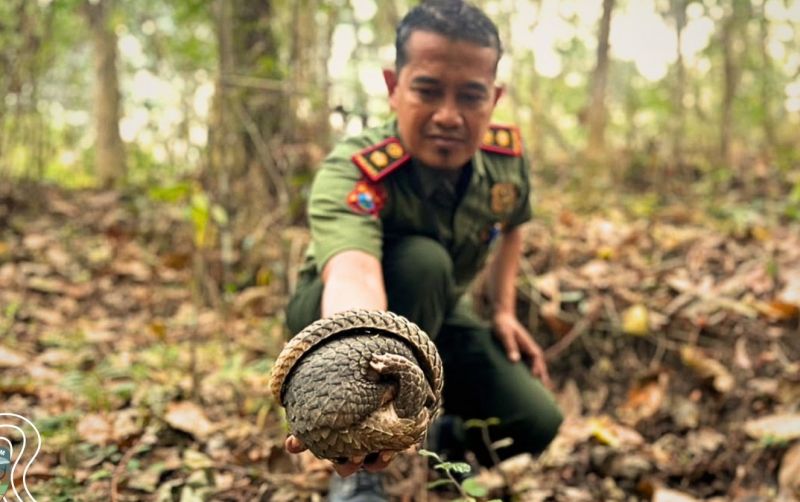 uploads/news/2026/08/trenggiling-selamat-dari-kepungan-63171fbe16ec1e9.jpg