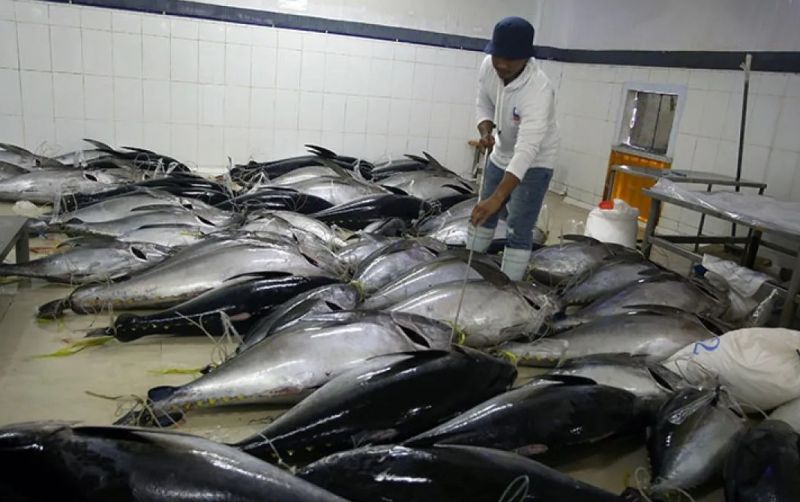uploads/news/2026/08/tuna-loin-maluku-penuhi-65367df20c92fc6.jpg
