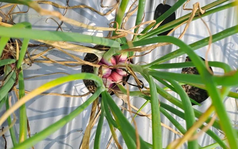 uploads/news/2026/08/varietas-gamaba-bawang-merah-9154206097e0a8c.jpeg