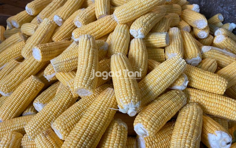 uploads/news/2026/09/150-000-ton-jagung-pakan-50374137410d97a.jpg