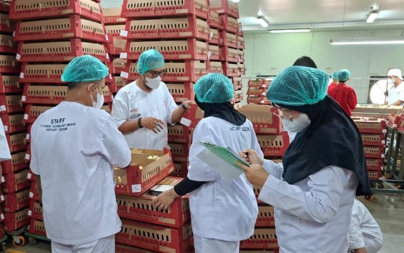 uploads/news/2026/09/ayam-doc-pandeglang-dilakukan-574287dd3dda4b1.jpg